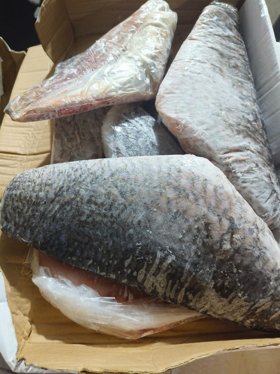 Ikan Kakap Putih